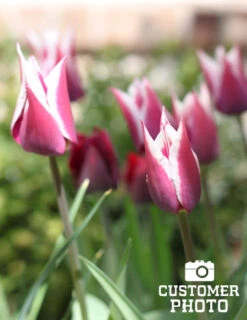 Menu Cheeriest Duo Collection -Holland Bulb Farms 88198 claudia lily flowering tulip 4