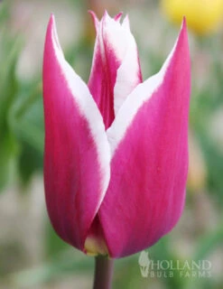 Menu Cheeriest Duo Collection -Holland Bulb Farms 88198 claudia lily flowering tulip 5