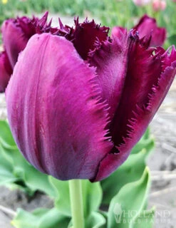 Menu Gipsy's Delight Collection -Holland Bulb Farms 88200 curly sue