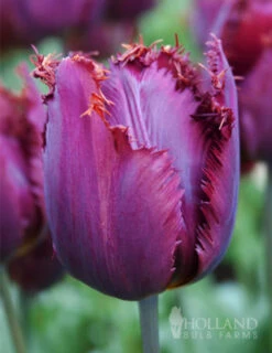 Menu Fringed Tulip Collection -Holland Bulb Farms 88200 curly sue fringed tulip 3