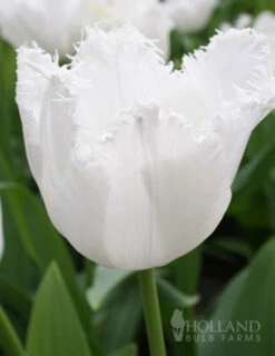 Menu Fringed Tulip Collection -Holland Bulb Farms 88201 signature fringed tulip