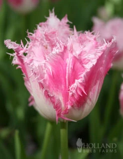 Menu Fringed Tulip Collection -Holland Bulb Farms 88203 fancy frills fringed tulip