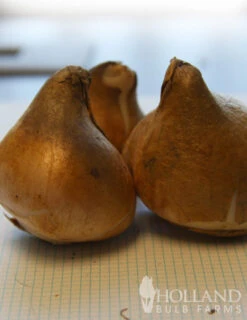 Menu Fringed Tulip Collection -Holland Bulb Farms 88206 burgundy lace fringed tulips 3 1