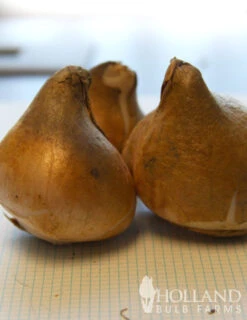 Menu Double Daffodil And Tulip Collection -Holland Bulb Farms 88207 crystal beauty fringed double late tulip 2