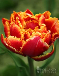 Menu Double Daffodil And Tulip Collection -Holland Bulb Farms 88207 crystal beauty fringed double late tulip