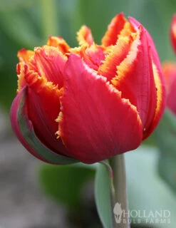 Menu Robust Double Flowering Tulip Collection -Holland Bulb Farms 88207 crystal beauty fringed double late tulip 3 1
