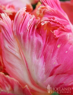 Menu Orange & Purple Tulip Collection -Holland Bulb Farms 88215 apricot parrot tulip 2