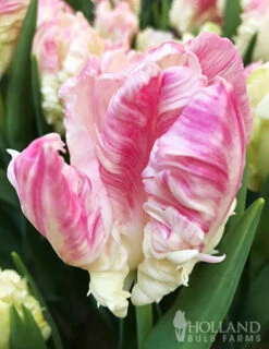 Menu Orange & Purple Tulip Collection -Holland Bulb Farms 88215 apricot parrot tulip