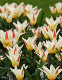 Menu Perennial Species Tulip Collection -Holland Bulb Farms 88232 johann strauss kaufmanniana tulip 2