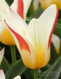 Menu Perennial Species Tulip Collection -Holland Bulb Farms 88232 johann strauss kaufmanniana tulip