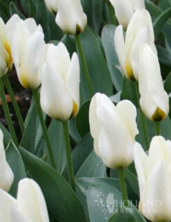 Menu Early Spring Tulip Collection -Holland Bulb Farms 88235 concerto greigii tulip 1