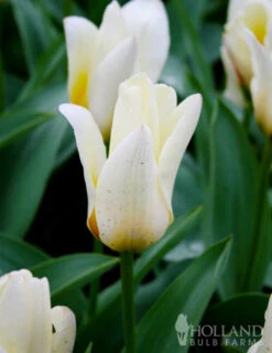 Menu Early Spring Tulip Collection -Holland Bulb Farms 88235 concerto greigii tulip 2 1