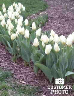 Menu Early Spring Tulip Collection -Holland Bulb Farms 88235 concerto greigii tulip 3 1