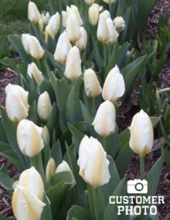 Menu Perennial Species Tulip Collection -Holland Bulb Farms 88235 concerto greigii tulip 4