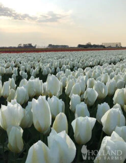 Menu Early Spring Tulip Collection -Holland Bulb Farms 88235 concerto tulip 1