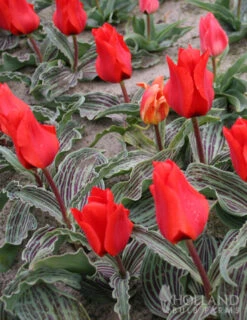 Menu Beginner Tulip Collection 23 Menu Beginner Tulip Collection -Holland Bulb Farms 88240 oriental beauty kaufmanniana tulip 2