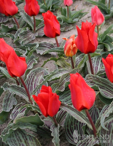 Menu Beginner Tulip Collection 13 Menu Beginner Tulip Collection - Image 11