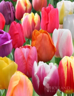 Holland Bulb Farms -Holland Bulb Farms 88250 pastel mix triumph tulip
