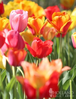 Menu 100 Tulips & Daffodils Collection -Holland Bulb Farms 88250 pastel mix triumph tulips 2