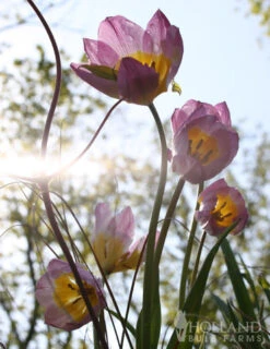 Menu Perennial Species Tulip Collection -Holland Bulb Farms 88263 lilac wonder botanical tulip 2