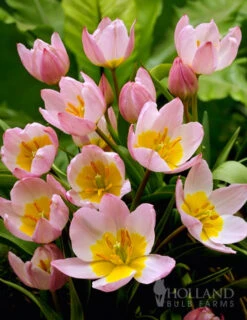 Menu Perennial Species Tulip Collection -Holland Bulb Farms 88263 lilac wonder botanical tulip