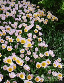 Menu Perennial Species Tulip Collection -Holland Bulb Farms 88263 lilac wonder botanical tulip 4