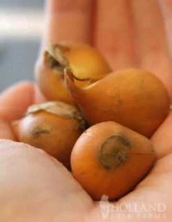 Menu Botanical Tulip Collection -Holland Bulb Farms 88267 tarda botanical tulip 3