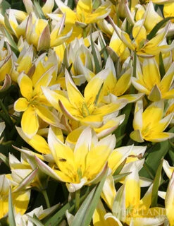 Menu Botanical Tulip Collection -Holland Bulb Farms 88267 tarda botanical tulip 4