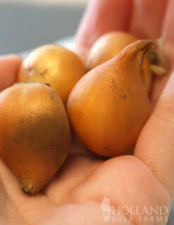 Menu Botanical Tulip Collection -Holland Bulb Farms 88271 little beauty botanical tulip 3