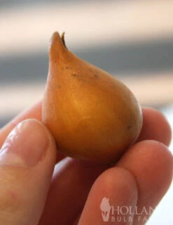 Menu Botanical Tulip Collection -Holland Bulb Farms 88272 little princess botanical tulip 2