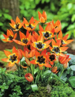 Menu Botanical Tulip Collection -Holland Bulb Farms 88272 little princess botanical tulip