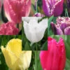 Menu Fringed Tulip Collection -Holland Bulb Farms 88276 fringed tulip collection