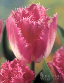 Menu Fringed Tulip Collection -Holland Bulb Farms 88276 fringed tulip collection 4