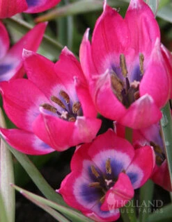 Menu Botanical Tulip Collection -Holland Bulb Farms 88279 botanical tulip collection 3