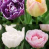 Menu Elegant Double Tulip Collection -Holland Bulb Farms 88282 elegant double tulip collection