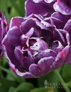 Menu Elegant Double Tulip Collection -Holland Bulb Farms 88282 elegant double tulip collection 5