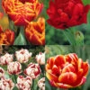 Menu Robust Double Flowering Tulip Collection 2 Menu Robust Double Flowering Tulip Collection -Holland Bulb Farms 88283 robust double flowering tulip collection