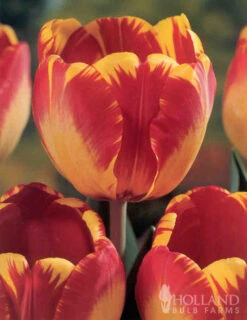 Menu Darwin Hybrid Tulip Collection -Holland Bulb Farms 88296 darwin hybrid tulip collection 3