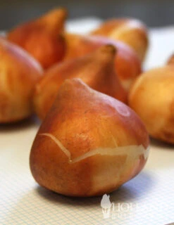 Menu Cotton Candy Tulip Collection 22 Menu Cotton Candy Tulip Collection -Holland Bulb Farms 88306 golden apeldoorn tulip 2