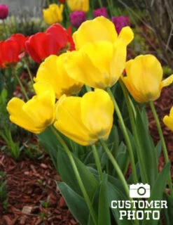 Menu Cotton Candy Tulip Collection 23 Menu Cotton Candy Tulip Collection -Holland Bulb Farms 88306 golden apeldoorn tulip 3