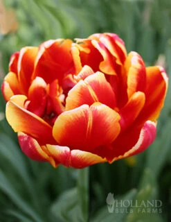 Menu 100 Blooms Of Red And Yellow Tulips Collection -Holland Bulb Farms 88312 100 blooms of red and yellow tulips 10