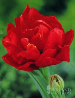 Menu 100 Blooms Of Red And Yellow Tulips Collection -Holland Bulb Farms 88312 100 blooms of red and yellow tulips 3