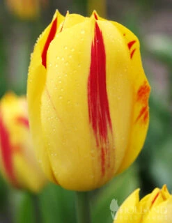 Menu 100 Blooms Of Red And Yellow Tulips Collection -Holland Bulb Farms 88312 100 blooms of red and yellow tulips 4