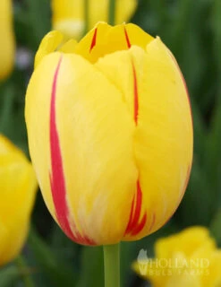 Menu 100 Blooms Of Red And Yellow Tulips Collection -Holland Bulb Farms 88312 100 blooms of red and yellow tulips 6