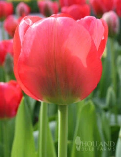 Menu 100 Blooms Of Red And Yellow Tulips Collection -Holland Bulb Farms 88312 100 blooms of red and yellow tulips 7