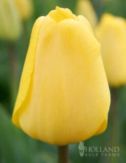 Menu 100 Blooms Of Red And Yellow Tulips Collection -Holland Bulb Farms 88312 100 blooms of red and yellow tulips 8