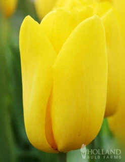 Menu 100 Blooms Of Red And Yellow Tulips Collection -Holland Bulb Farms 88312 100 blooms of red and yellow tulips 9