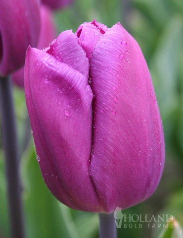 Menu 100 Blooms Of Purple And Pink Tulips Collection 6 Menu 100 Blooms Of Purple And Pink Tulips Collection - Image 5