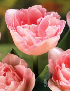 Menu 100 Blooms Of Purple And Pink Tulips Collection 22 Menu 100 Blooms Of Purple And Pink Tulips Collection -Holland Bulb Farms 88313 100 blooms of purple and pink 3