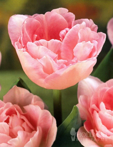 Menu 100 Blooms Of Purple And Pink Tulips Collection 7 Menu 100 Blooms Of Purple And Pink Tulips Collection - Image 6